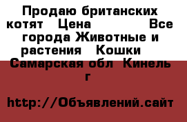 Продаю британских котят › Цена ­ 30 000 - Все города Животные и растения » Кошки   . Самарская обл.,Кинель г.